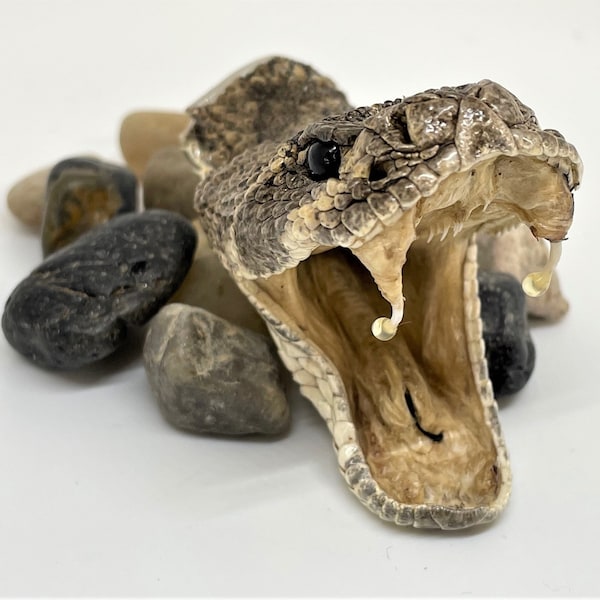 Genuine Open Mouth Rattlesnake Hat Pin, Usually, item(s) in stock. IF not in stock, please anticipate a 2-3 week delivery.