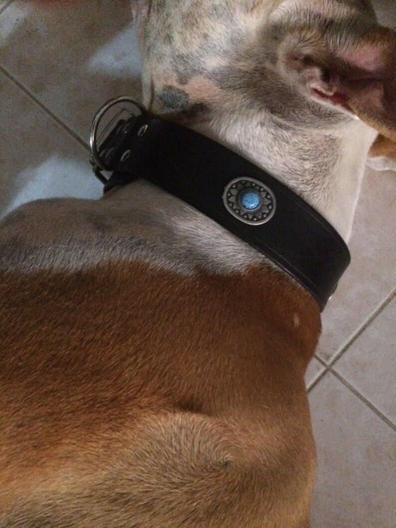 double buckle dog collar