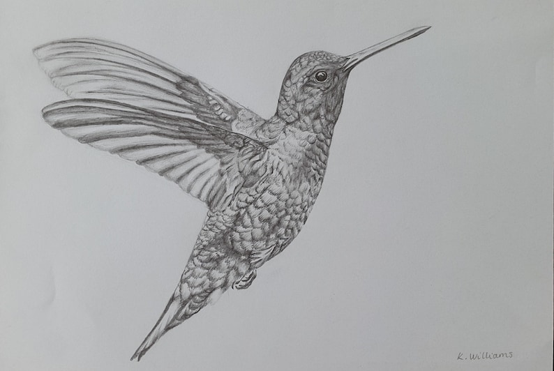  Hummingbird pencil drawing Original Giclee Print A4 Etsy