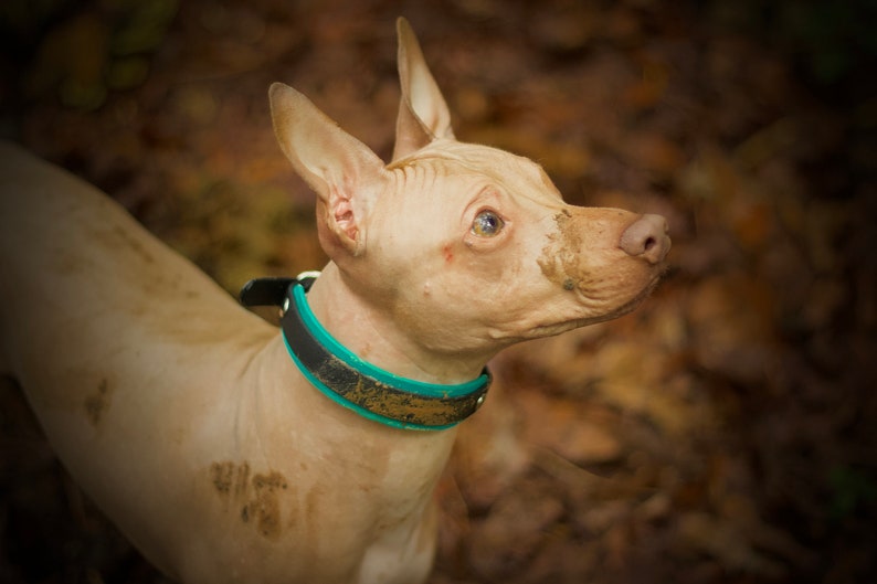 TRUDGE // Adventure Proof Biothane Dog Collars image 3