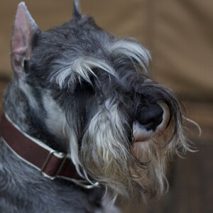 Mocha // Vegan & Sustainable Cork Dog Collars image 3