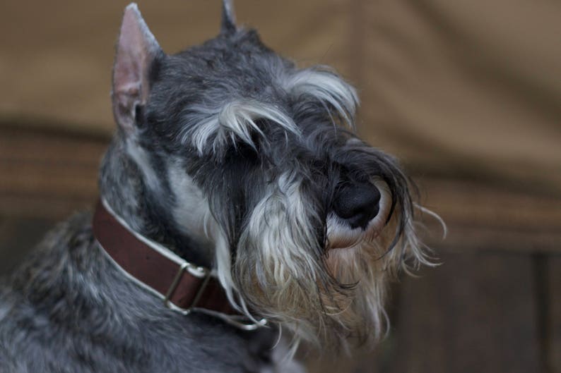 Mocha // Vegan & Sustainable Cork Dog Collars image 3