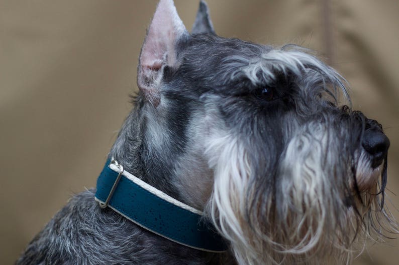 Teal // Vegan & Sustainable Cork Dog Collars image 3