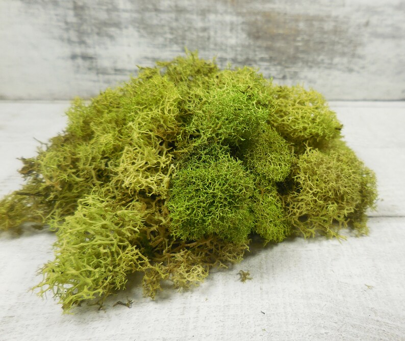 Fairy Garden Basil Green Reindeer Moss Preserved Terrarium Etsy