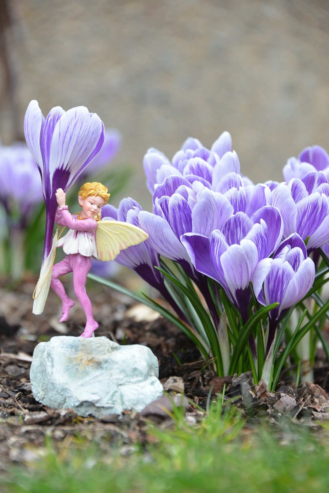 NIB Retired Crocus Fairy Boy Figurine SERIES XIX  Cicely afbeelding 1