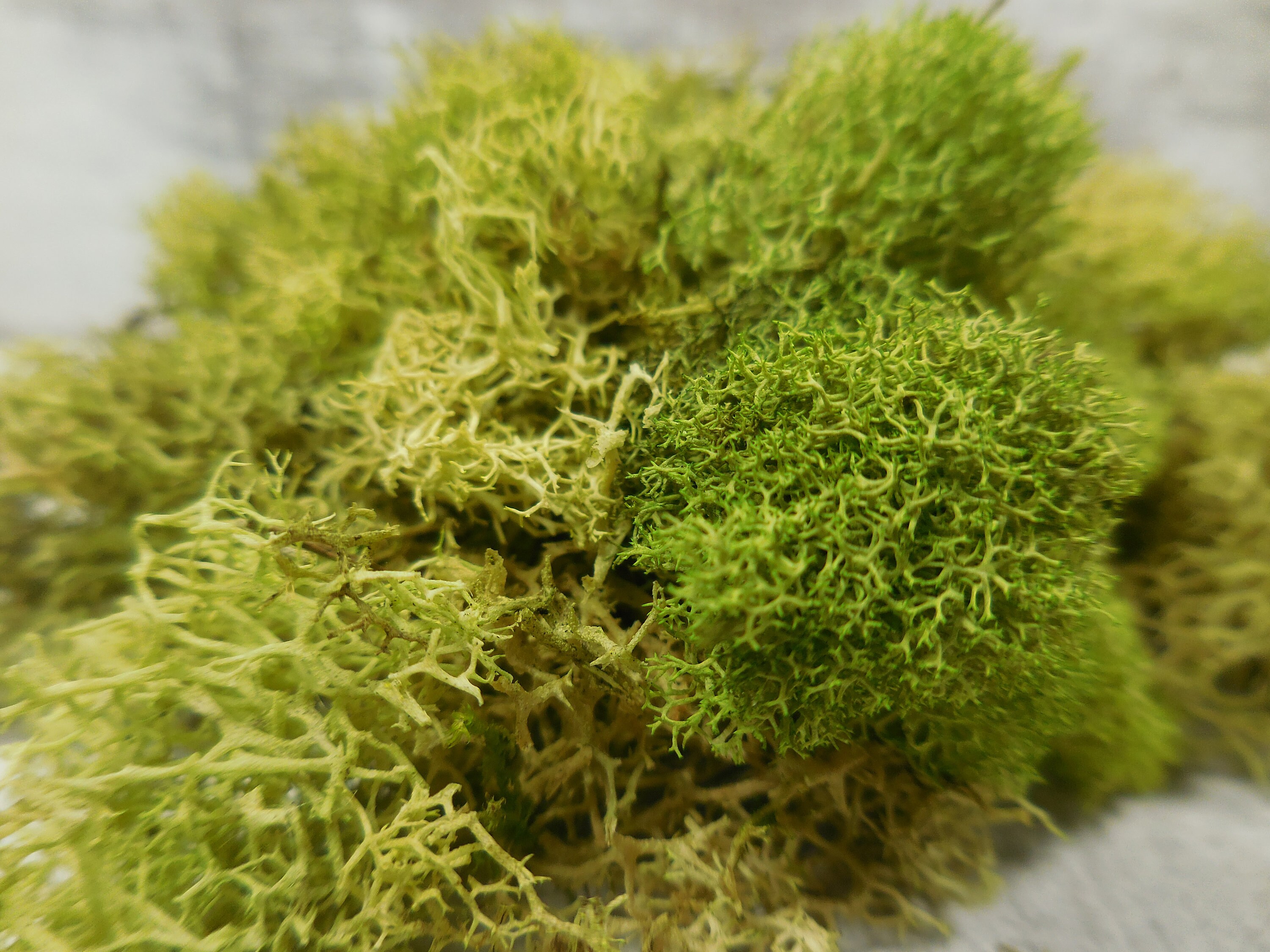 Fairy Garden Basil Green Reindeer Moss Preserved Terrarium Etsy