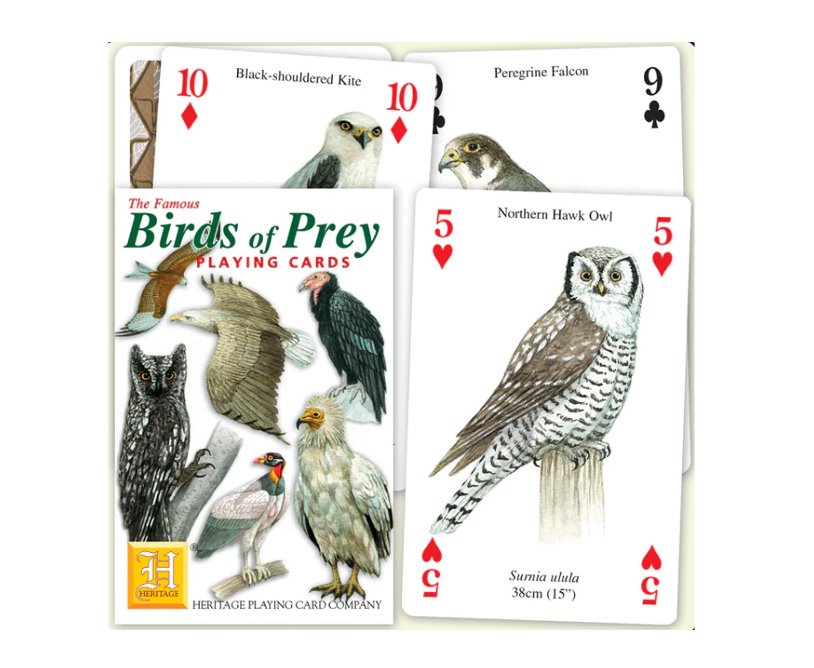Birds of Prey in Colorado – List, Facts, Pictures