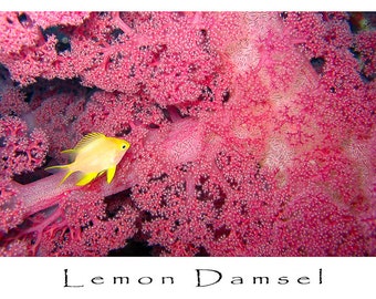 Greeting Card, Underwater Image, Lemon Damsel on Soft Coral