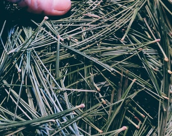 White Pine Needles, Foraged, Organic