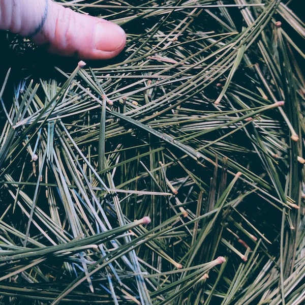 White Pine Needles, Foraged, Organic