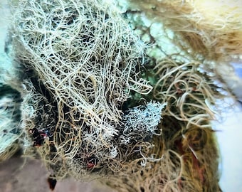 Usnea, Old Man's Beard, Foraged, Organic, 1 oz