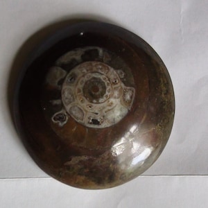 Puede incluir: Un fósil de amonita pulido, redondo, marrón y blanco con un patrón en espiral.