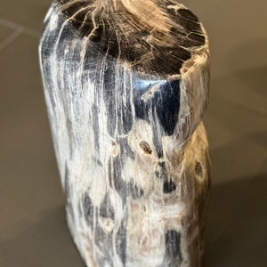 Small Black Petrified wood Stump