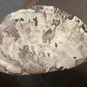 Small Petrified Wood Stump