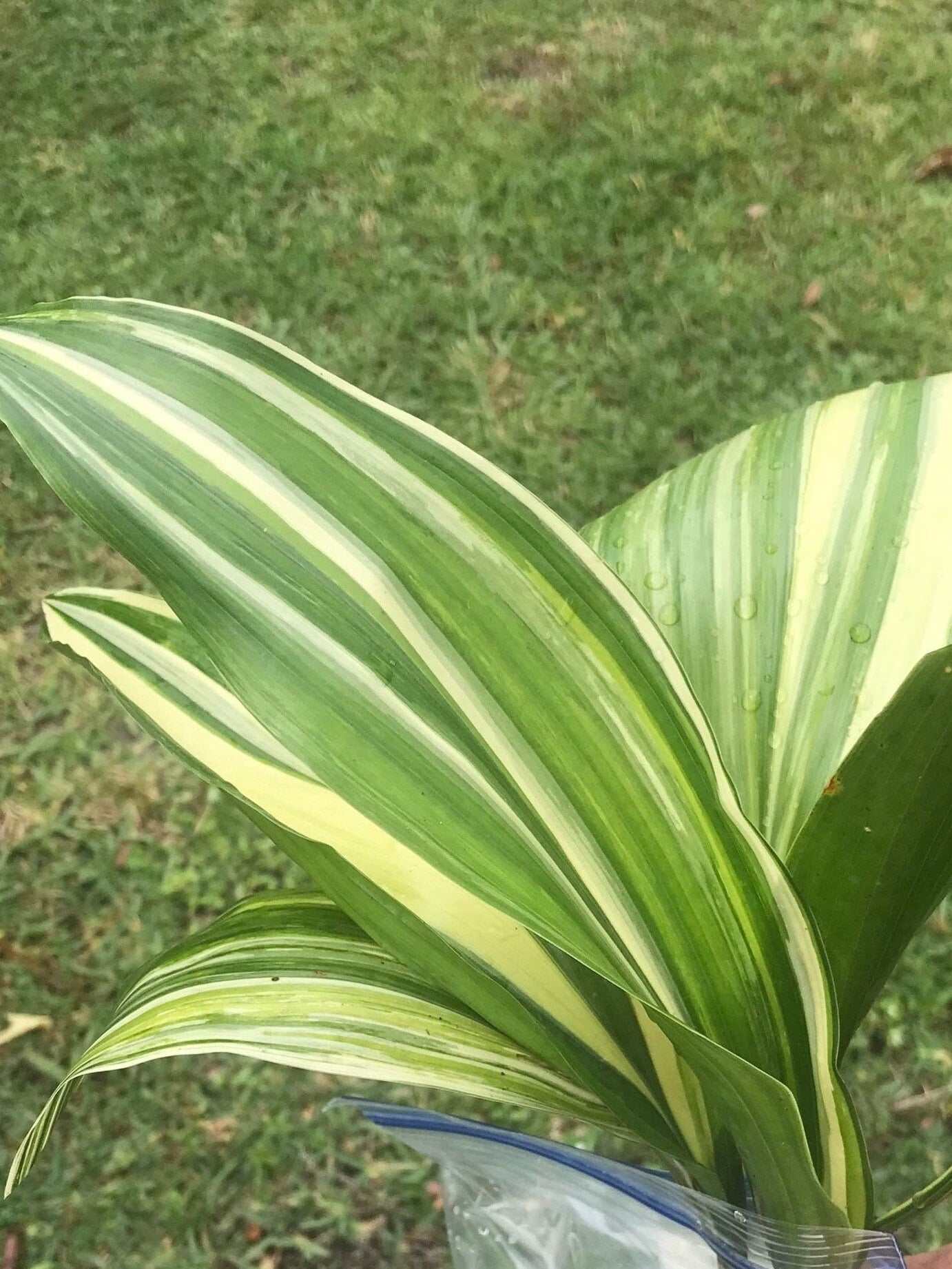 Waterproof Leaf Ribbon Variegated Aspidistra, 4-1/4-Inch, 50 Yards,  Green/Ivory