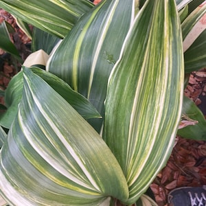 May include: Close-up of a plant with large, elongated green leaves. The leaves have prominent white and light green stripes running along their length. The plant's leaves are folded and layered, creating a textured appearance. The background shows brown leaves and a glimpse of a shoe.