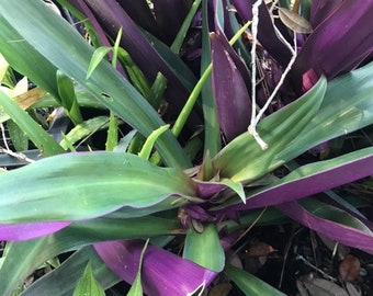 Oyster Plant Moses in a Cradle Tradescantia Spathacea Purple Green-medium size