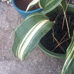 May include: A green pot with a striped green and white plant. The plant is in a pot with dark brown soil. The pot is sitting on a gray concrete surface.