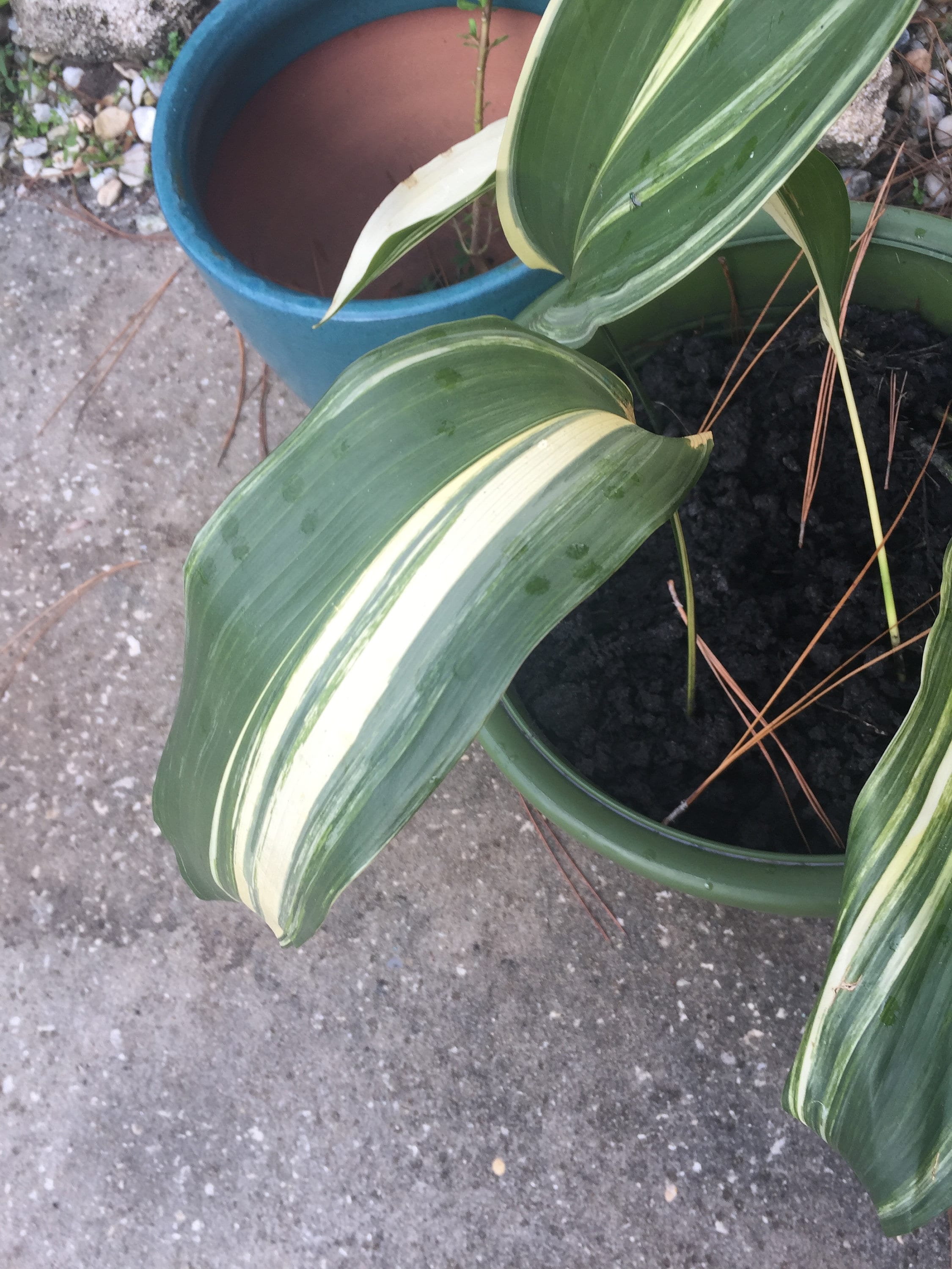 buy anthurium plants Buy Anthurium painteres palette Red / White / Brown Plants