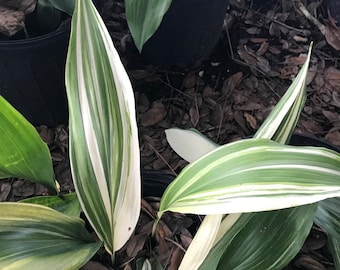 Variegated Aspidistra Iron Plants LARGE (5)-20-25” long