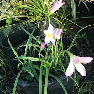May include: A close-up of a potted plant with pink and white flowers. The plant is in a black plastic pot and is surrounded by green leaves.