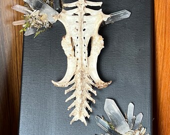 Puede incluir: Una obra de arte única con un lienzo negro. Una columna vertebral de animal blanqueada está adornada con cristales de cuarzo transparente y musgo preservado. Los cristales se agrupan alrededor de la columna vertebral, creando un contraste llamativo.