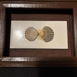Può includere: Un'opera d'arte incorniciata con due conchiglie, disposte in modo da assomigliare a una farfalla. Le conchiglie sono beige e marroni, su uno sfondo bianco all'interno di una cornice di legno marrone scuro. L'opera è decorativa.