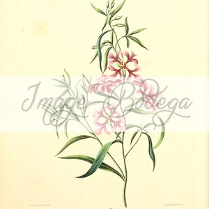 Vintage Floral digitale Bild. Floral Abbildung, botanische Bild für jeden Zweck verwenden Digital verwenden und druckbare