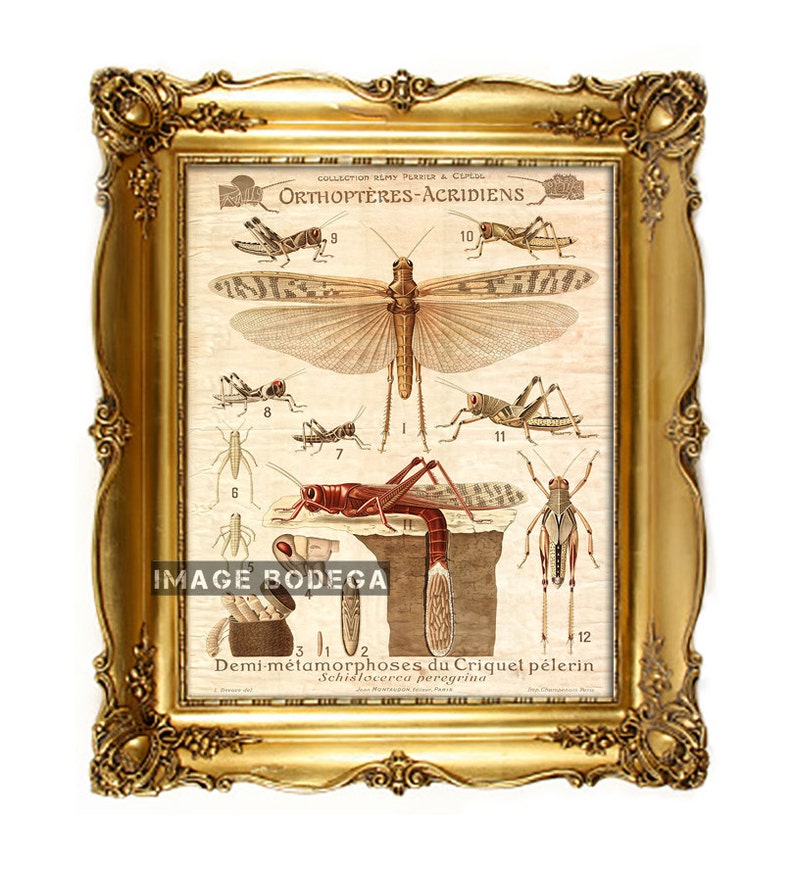 Vintage Insect Chart Digital Image. French Illustration, Crickets Old ...