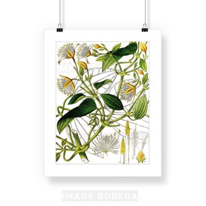 Yellow flowers art print, Botanical illustration, floral print, giclee print, vintage, wall art, home decor, shabby chic decor