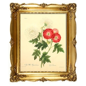 Vintage Floral digitale Bild. Florale Illustration mit roten und weißen Blumen, Bild für jeden Zweck, botanische Digital verwenden und druckbare