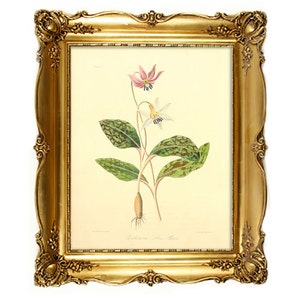 Vintage Floral digitale Bild. Floral Abbildung, botanische Bild für jeden Zweck verwenden Digital verwenden und druckbare