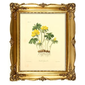 Vintage Floral digitale Bild. Floral Abbildung, botanische Bild für jeden Zweck verwenden Digital verwenden und druckbare