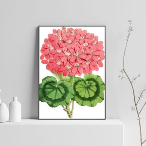 Pink Geranium Botanical illustration digital download