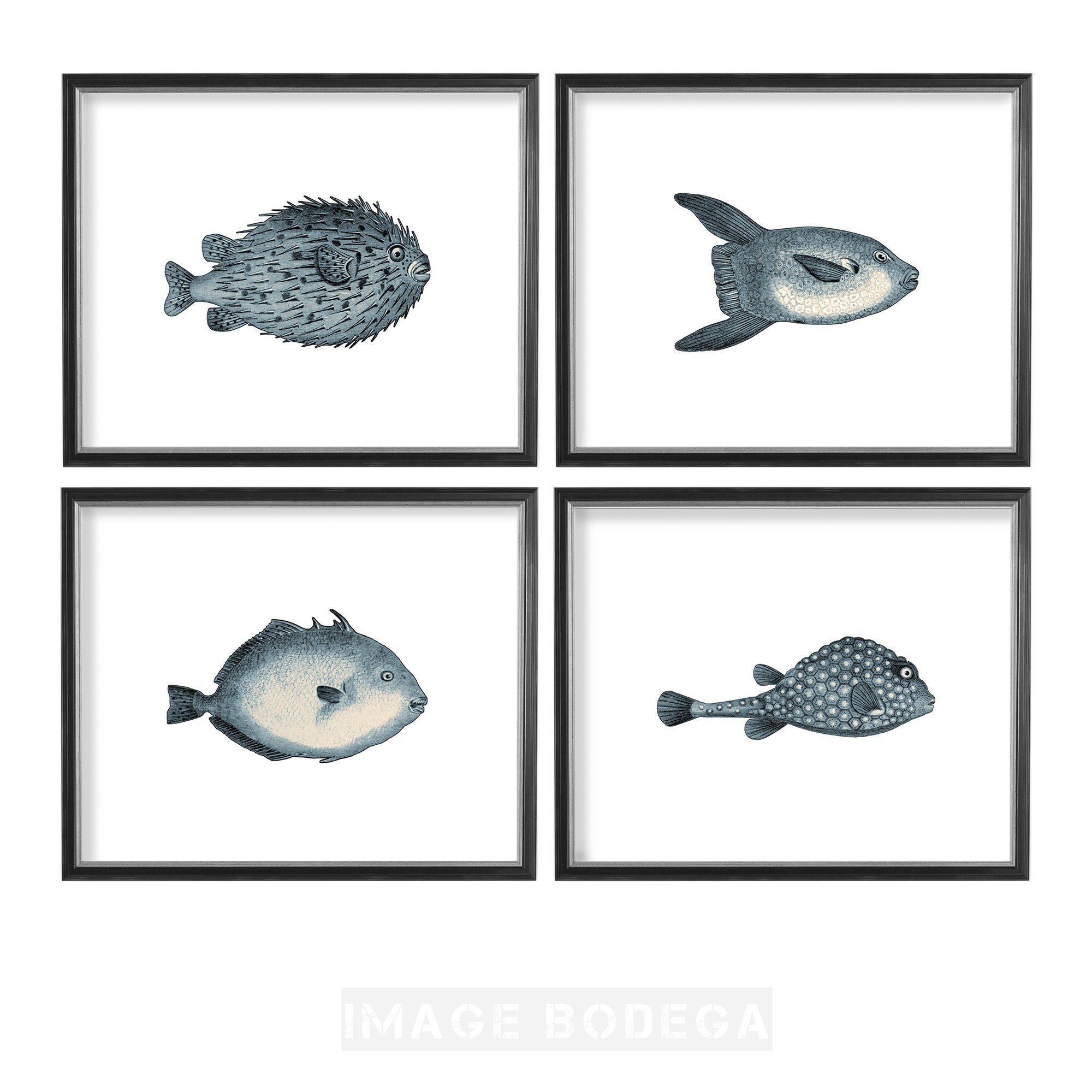 Set of 4 Fish wall art prints digital downloads vintage fish Etsy
