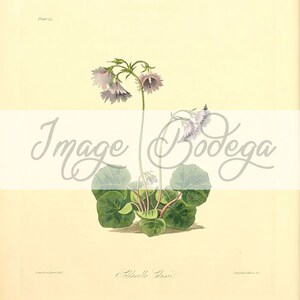 Vintage Floral digitale Bild. Floral Abbildung, botanische Bild für jeden Zweck verwenden Digital verwenden und druckbare