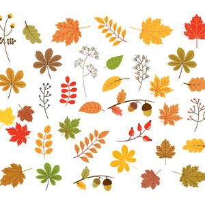 Puede incluir: Un conjunto de 36 imágenes de clip art de hojas de otoño en varios colores, incluidos rojo, naranja, amarillo, marrón y verde. Las hojas tienen diferentes formas y tamaños, y algunas tienen bellotas o bayas.