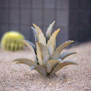 May include: A close-up of a light gray and yellow succulent plant with sharp, pointed leaves. The plant is growing in a bed of small, light brown pebbles.