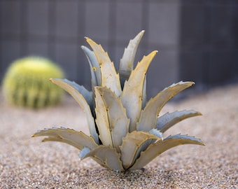 May include: A close-up of a light gray and yellow succulent plant with sharp, pointed leaves. The plant is growing in a bed of small, light brown pebbles.