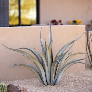 Octopus Agave Desert Landscaping, Zeroscaping, Xeriscape, Drought Resistant, No Maintenance, Yard Art, Sculpture- FREE Shipping