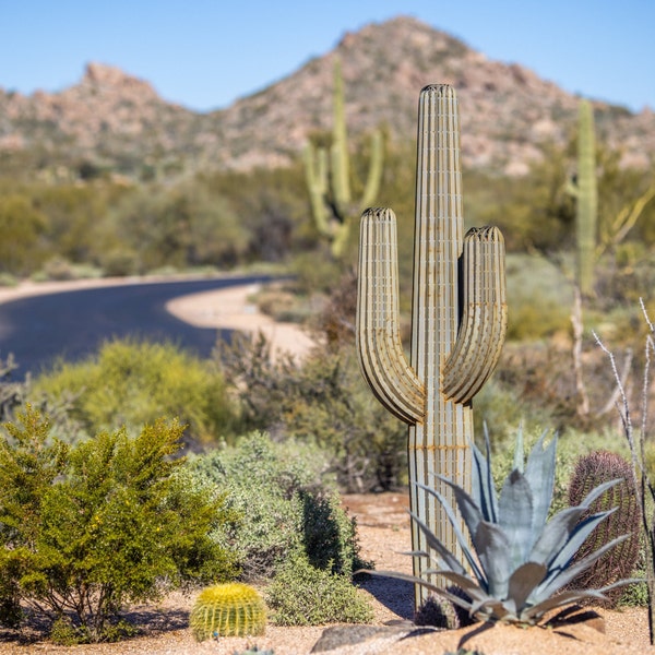 9 ft Saguaro Cactus Desert Landscaping, Zeroscaping, Xeriscape, Drought Resistant, No Maintenance, Yard Art, Sculpture- FREE Shipping