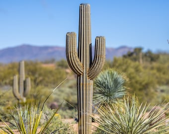 7 ft Saguaro Cactus Desert Landscaping, Zeroscaping, Xeriscape, Drought Resistant, No Maintenance, Yard Art, Sculpture