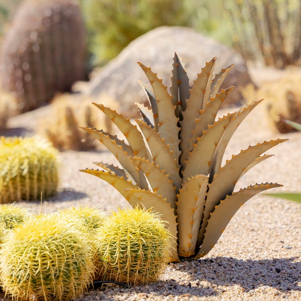 Sawtooth Agave Desert Landscaping, Zeroscaping, Xeriscape, Drought Resistant, No Maintenance, Yard Art, Sculpture- FREE Shipping