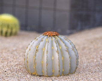 Golden Barrel Cactus Torch, Desert Landscaping, Zeroscaping, Xeriscape, Drought Resistant, No Maintenance, Yard Art, Sculpture-FREE Shipping