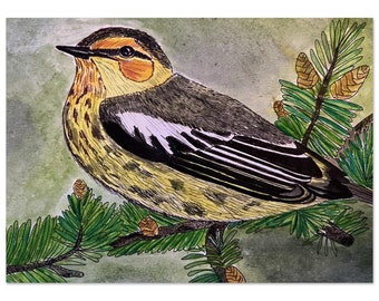 Cape May Warbler; Clementine