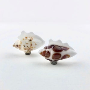 Shell magnet | Glass shell | Seashell | Glass seashell | Seashell magnet | magnet | refrigerator magnet