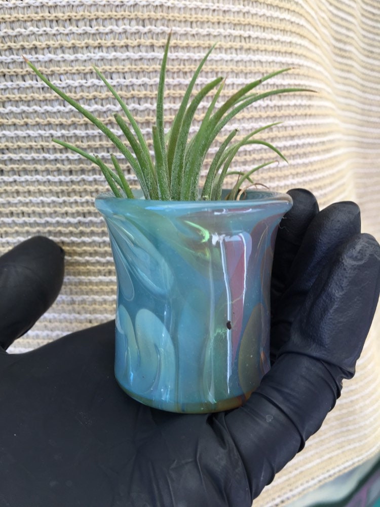 Air plant pot / tillandsia / glass pot / succulent pot / handblown vase