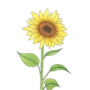 Sunflower Print / Garden Art / Botanical Illustration / Home Decor / House Plants / Dorm Decor / Dorm Wall Art image 2