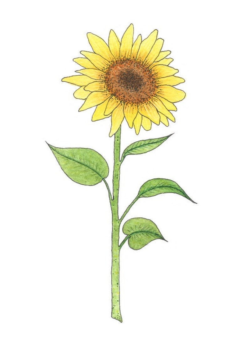 Sunflower Print / Garden Art / Botanical Illustration / Home Decor / House Plants / Dorm Decor / Dorm Wall Art image 2