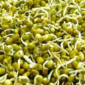 May include: Close-up of a bowl of green mung bean sprouts with white stems. The sprouts are fresh and ready to eat.